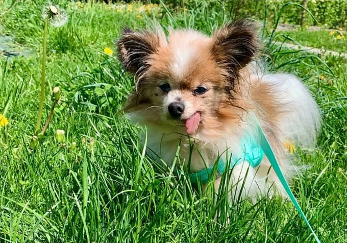 Murió Lazare, el perro más viejo del mundo