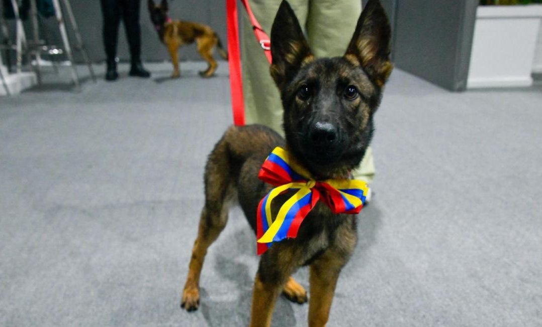 Venezuela regala binomio canino a México